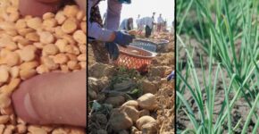 Empowering Women in the Agriculture Industry: Cultivating Equality and Success